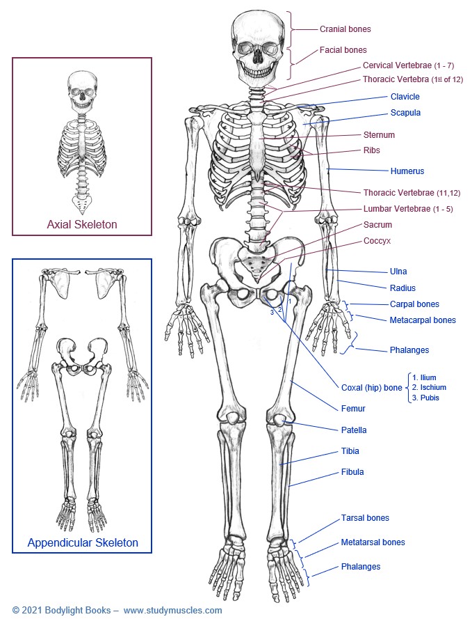Axial and Appendicular Skeleton