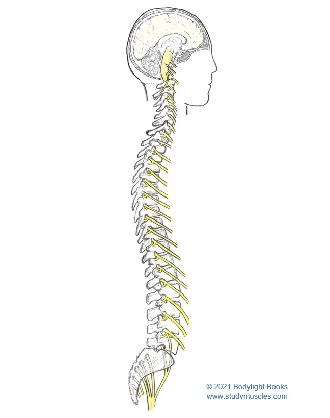 Numbering of Cranial and Spinal Nerve Roots
