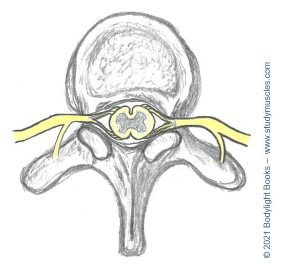 Nerve Roots