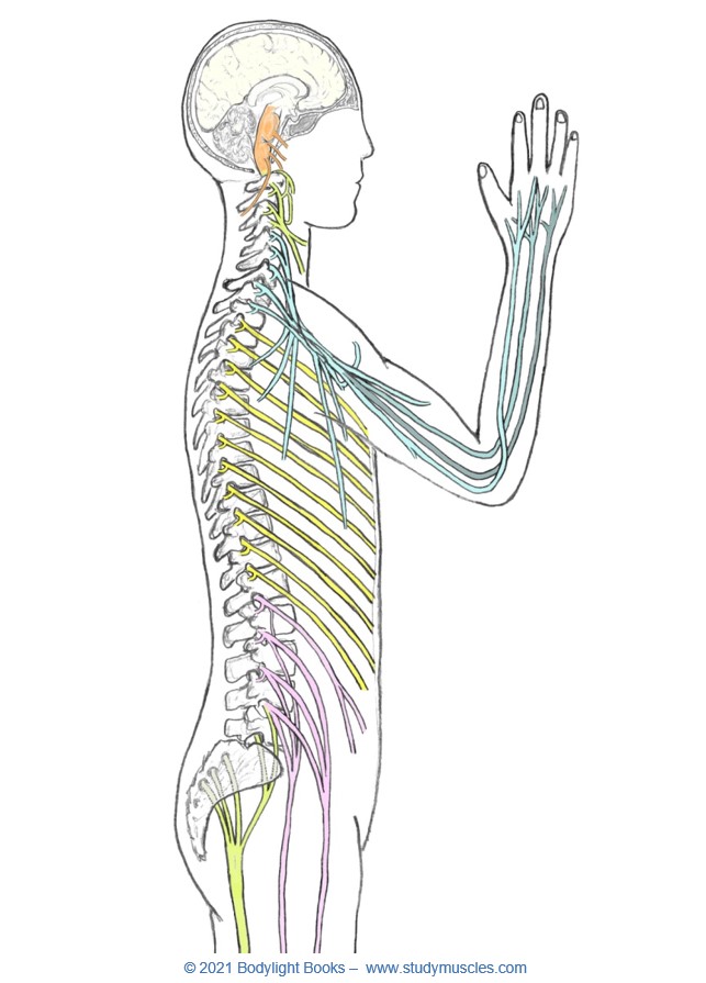 Nerve Plexuses and Naming of Major Nerves