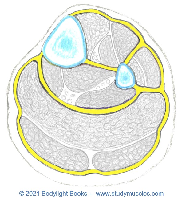 Deep Fascia of the Leg