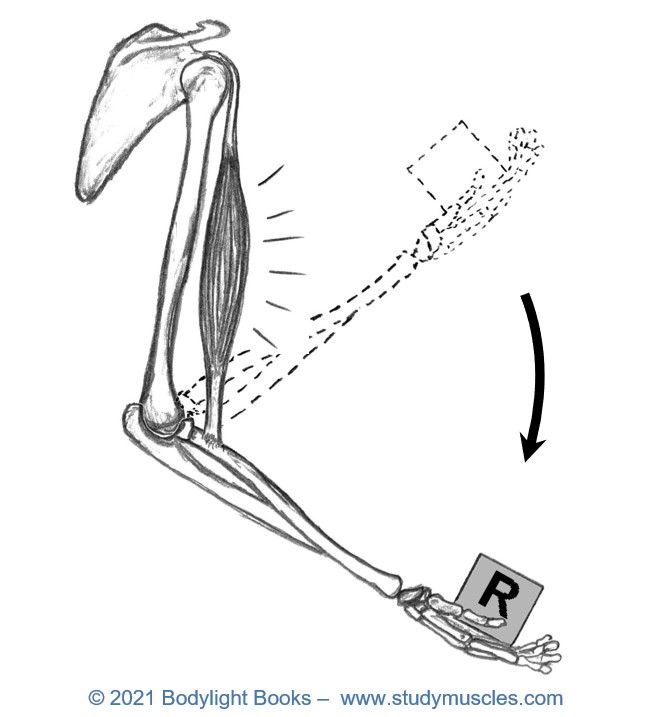 Types of Muscle Contractions