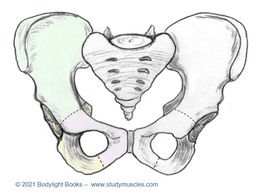 Bony Landmarks of the Pelvis