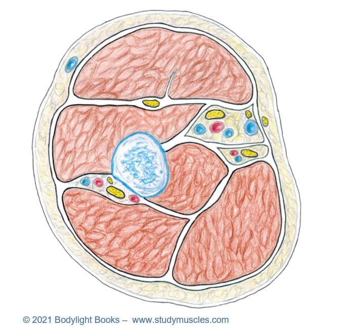 Cross Section through Upper Arm