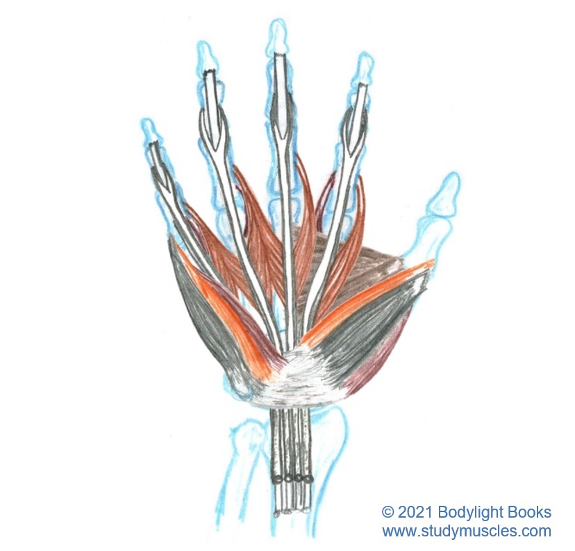 Intrinsic Muscles of the Hand