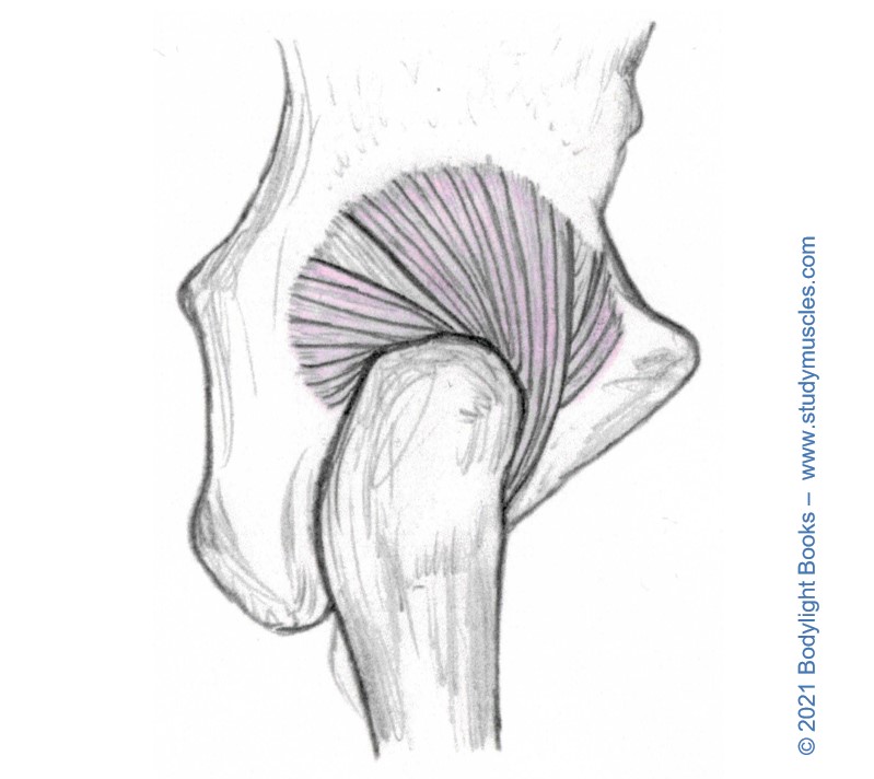 Hip Joint - Structure and Ligaments