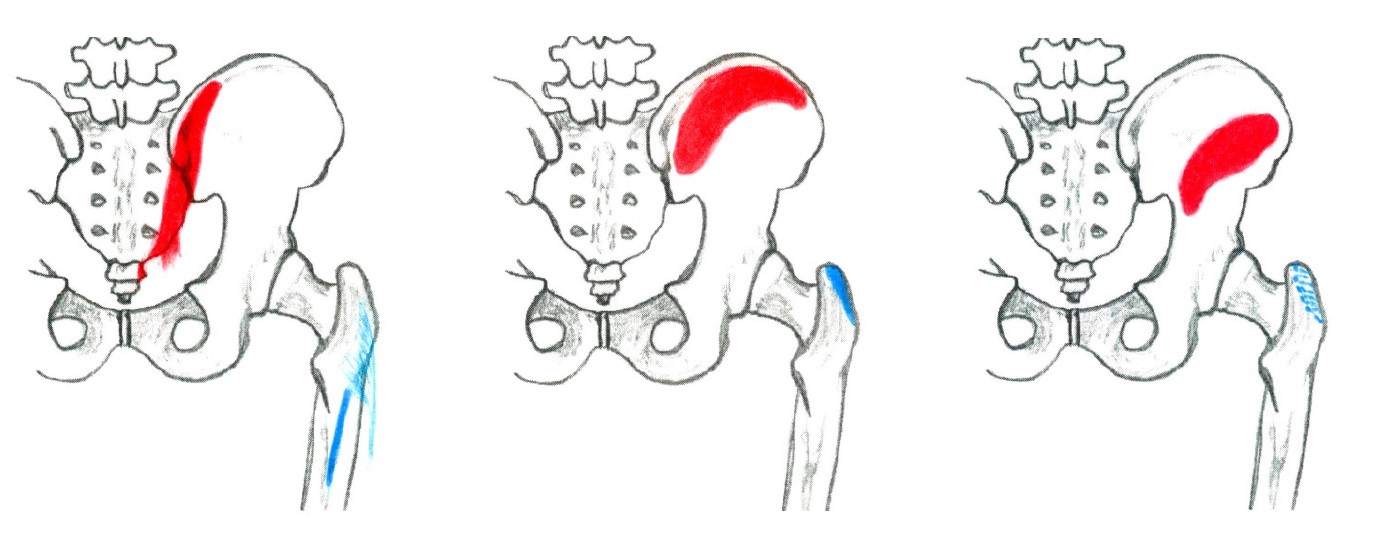 Muscle Group 10 - B Figure