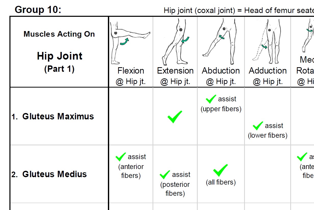 Muscle Group 10 - B Table