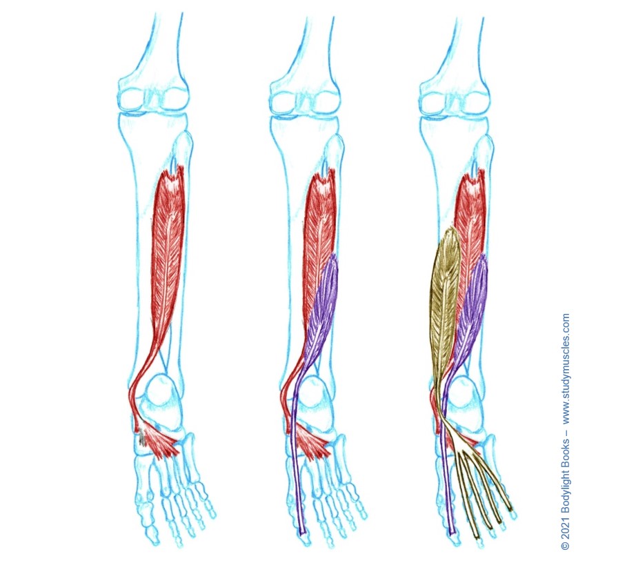 Leg Muscles by Compartment