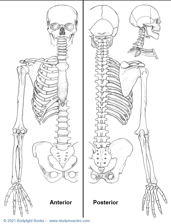 Skeleton Worksheet